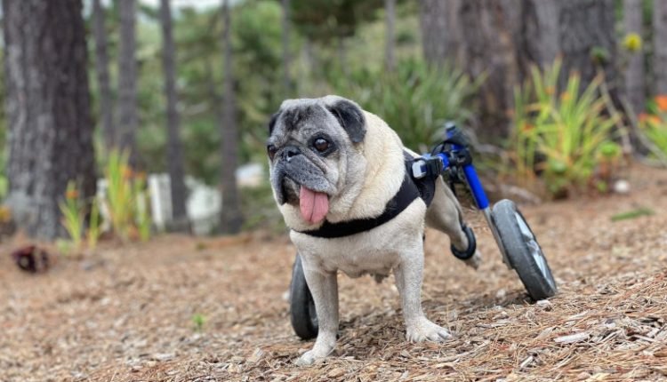 Disabled pug in wheelchair enjoys his backyard
