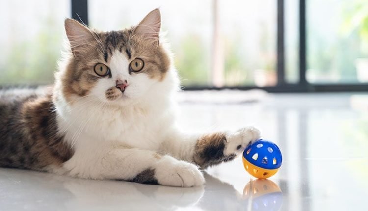 Cute crossbreed Persian cat playing with a ball
