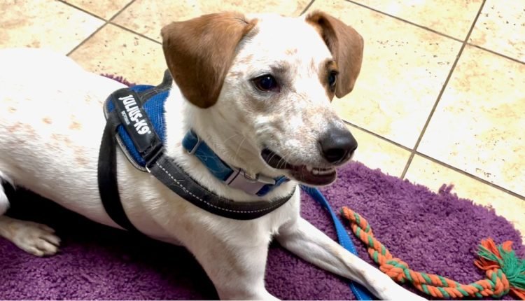 Dog Facial Expressions: Can You See The Stress?

