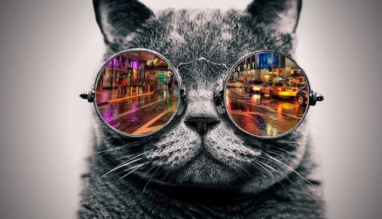 grey cat closeup wearing colorful sunglasses