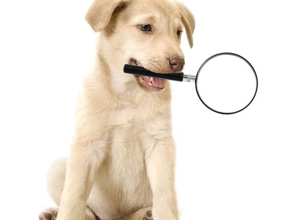 Four things you need to know about pet food packaging

