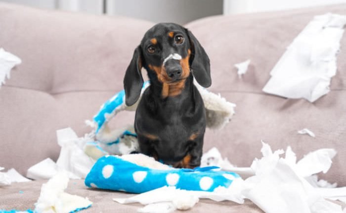 How to Handle Post-Puppy Depression and Regret

