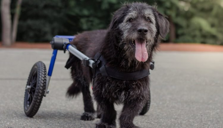 A senior dog uses a wheelchair to help with weak back legs