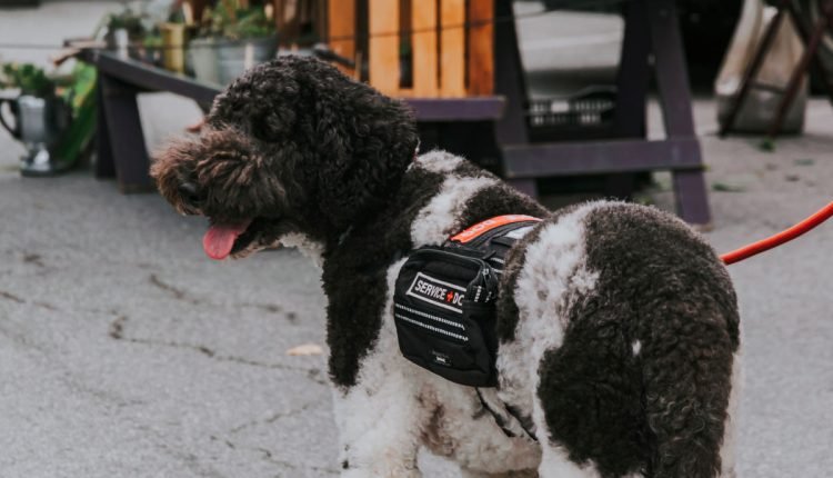  Meeting an assistance dog?  Here's everything you shouldn't do - PLAY

