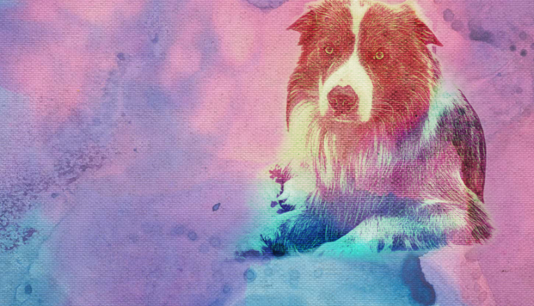  Natural Flea Preventative |  Dr Dobias

