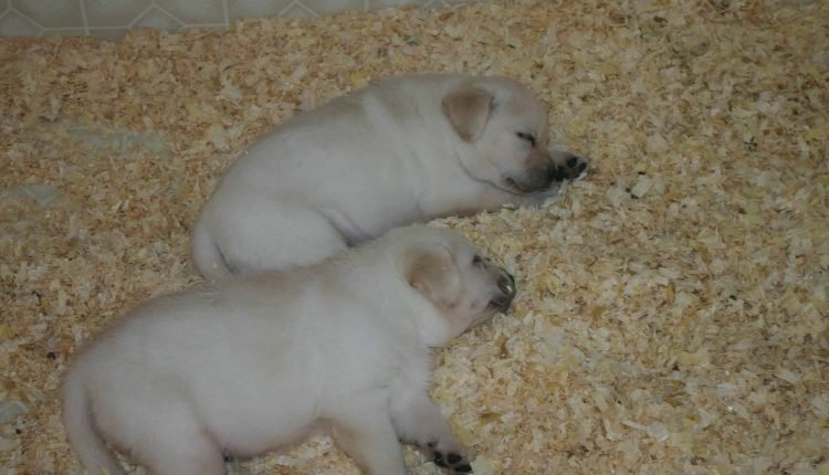 Babies- Endless Mt. Labradors