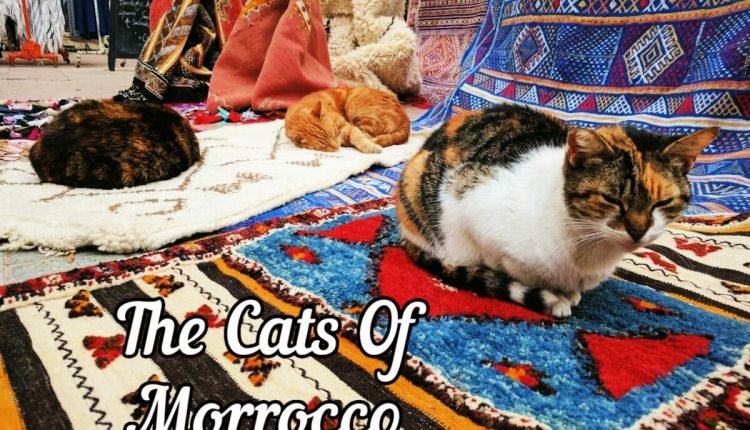 cats of Morocco