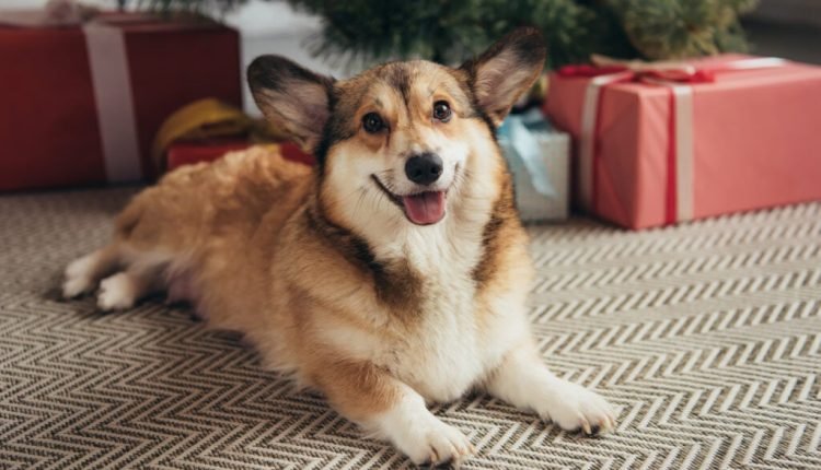 The Ultimate Guide to 2022 Holiday Gifts for Pets

