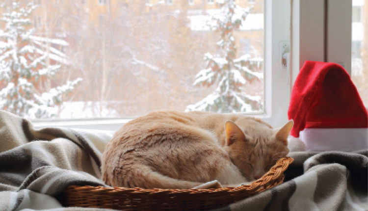  Too much holiday madness?  4 ways to de-stress your cat

