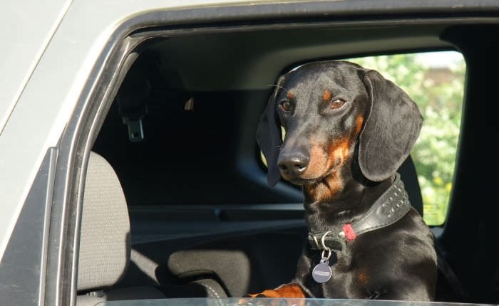 What you need to know before crossing the Mexican border with your dog

