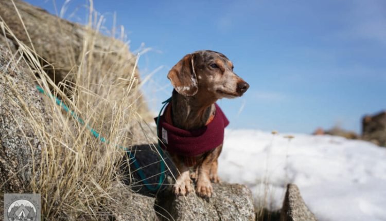 Where to snowshoe with your dog in Washington State

