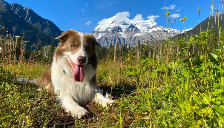 Which flea products are safest - oral, spot-ons or washes?

