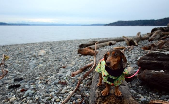 19 activities I look forward to in the fall with my dogs

