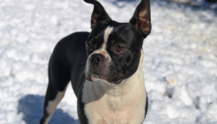 20 Best Foods for Allergic Boston Terriers