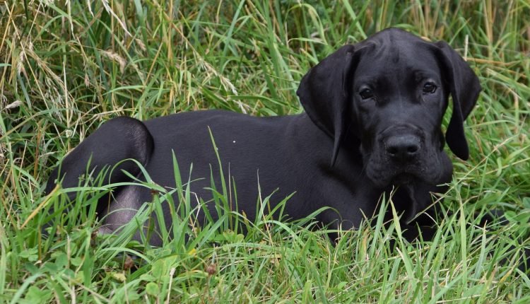 20 Best Great Dane Puppy Foods