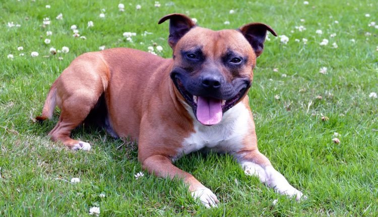 20 Staffordshire Bull Terrier Owners Share The Best Shampoos For Itchy, Sensitive Skin