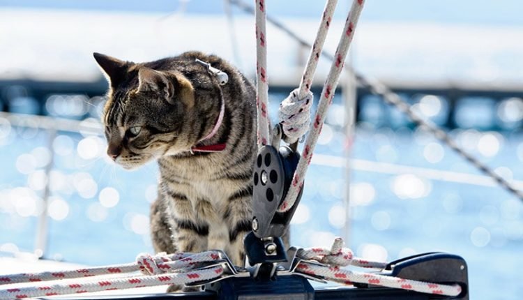 a tabby cat on a sailing boat