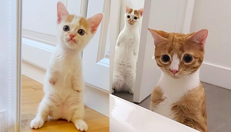 Cats who stand like humans are always there for each other during their journey to a happy ending