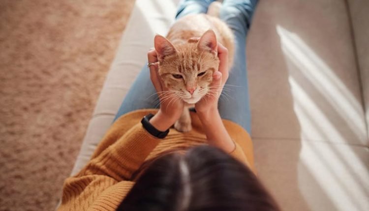 cat resting with owner on sofa at home