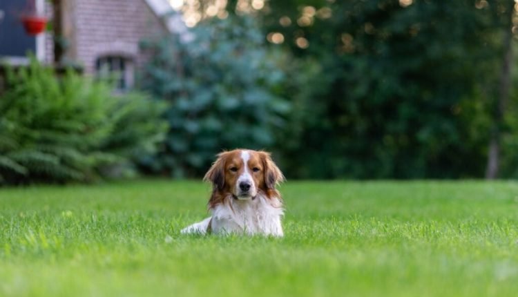 How to Make Sure You're Starting Your Pet's Year Off Right