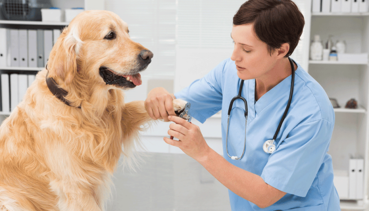 How to Trim Your Dog's Nails: 5 Steps to Safe Nail Trimming