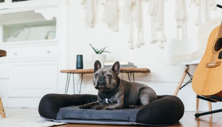 Surprising Benefits Of Memory Foam Beds For Your Pet