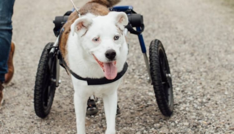 Dog wheelchair helps senior dog with DM to walk