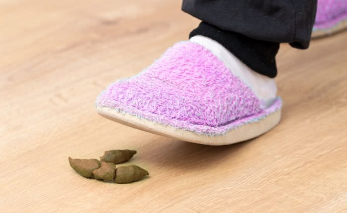 What is home poo season (and what can you do about it)?

