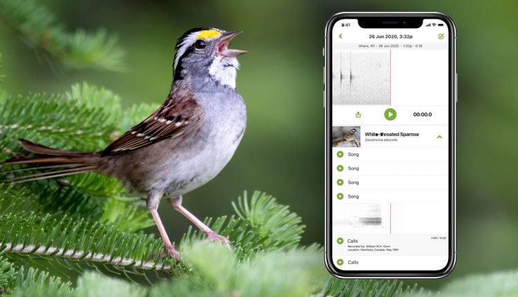  What is the Bird Song?  Merlin Bird ID Can Tell You