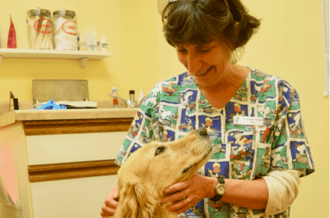 Honey the golden retriever looks lovingly at her veterinarian, Dr Armao.