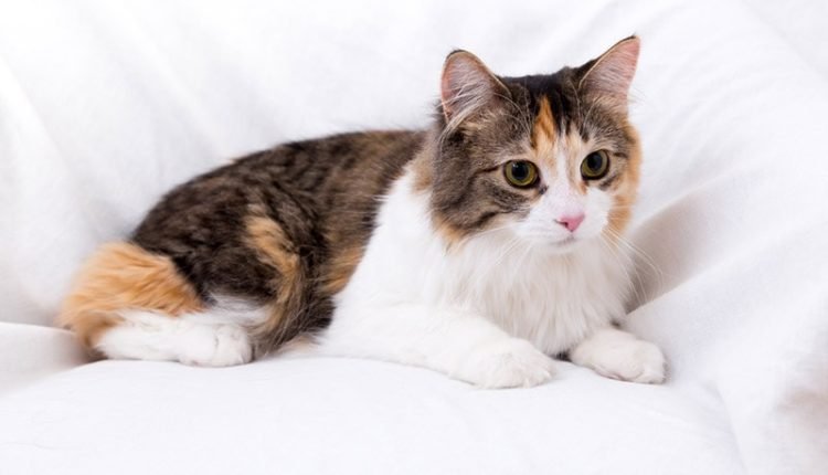calico tabby cat